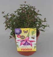 Fuchsia Riccartonii