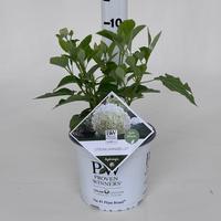 Hydrangea arb. Strong Annabelle