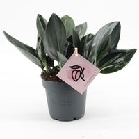 Scindapsus Treubii Dark