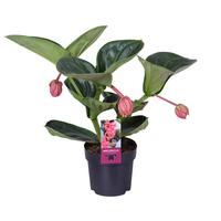 Medinilla Magnifica Lambada 2 etage 3 buds