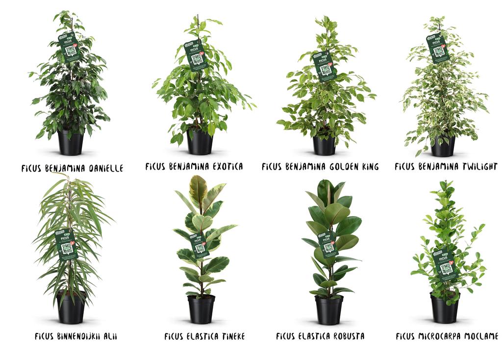 Obrazek Ficus Green varieties P21 110cm