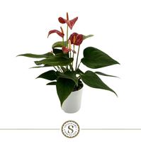 Anthurium Livium Petit