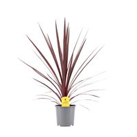 Cordyline aus. Red Star