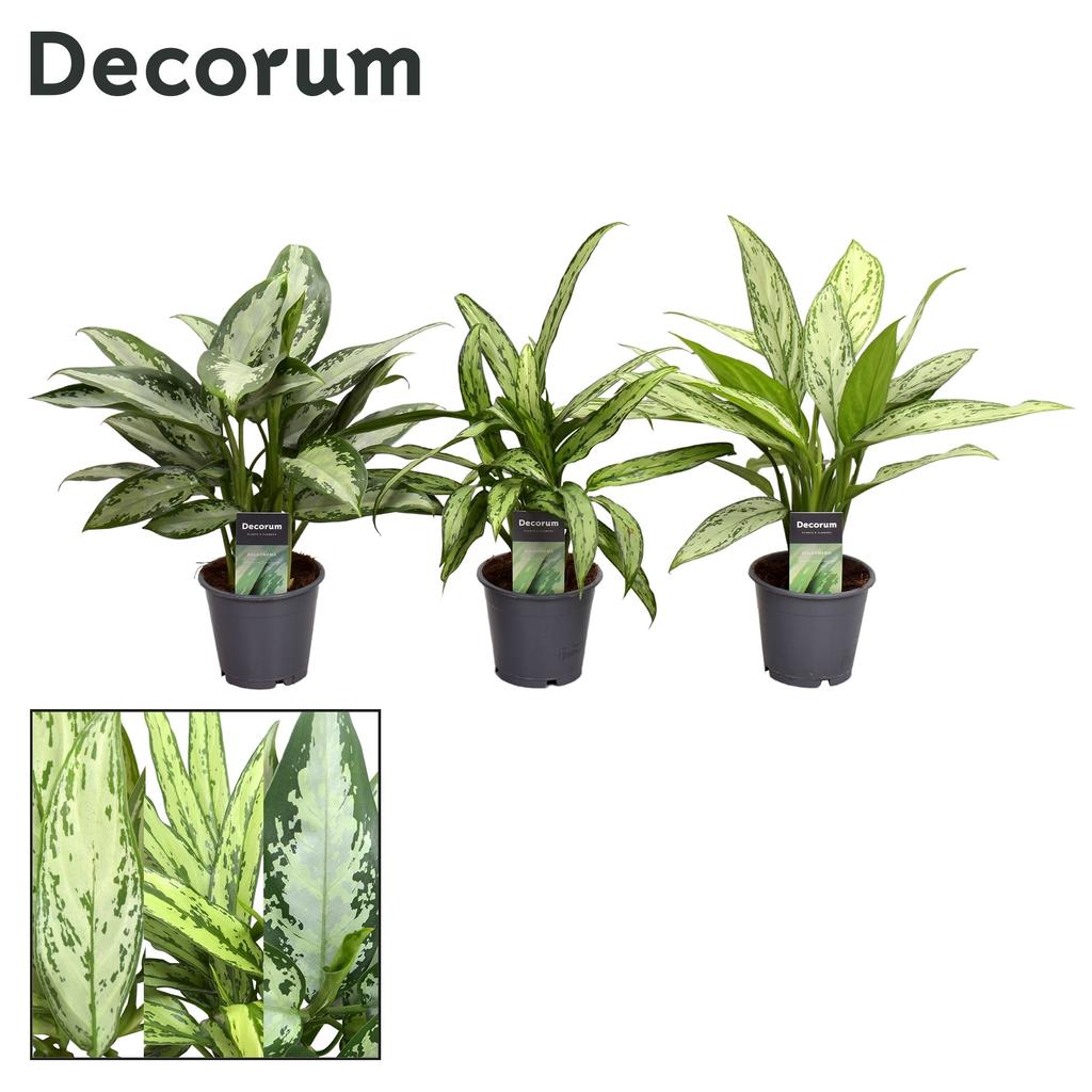 Obrázek Aglaonema in varieties (Decorum) P12 40CM