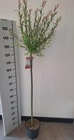 Salix int. Flamingo