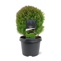 Thuja occ.Teddy