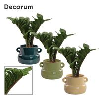 Zamioculcas Zenzi V-leaf 2 leafs in Lucy (Top blend-collection)