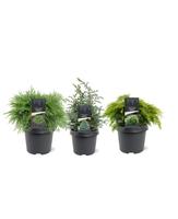 Chamaecyparis in varieties (low)