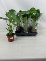 Monstera deliciosa