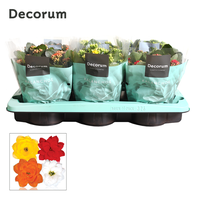 Kalanchoe - Mix