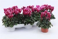 Cyclamen Snowridge Purple