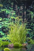 Phragmites australis