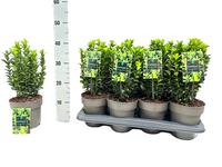 Euonymus jap. Green Spire
