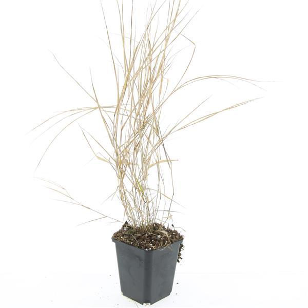 Obrázok z Hakonechloa macra P9