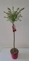 Salix int. Flamingo