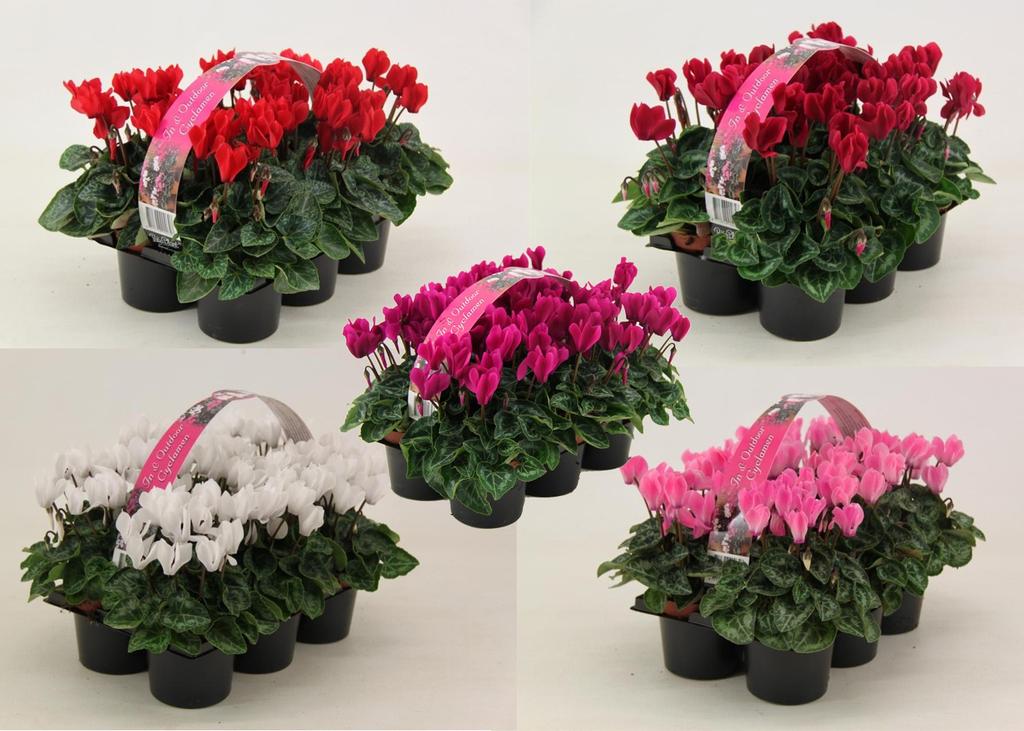 Obrazek Cyclamen 6-pack on colour in varieties on shelf P9 15CM