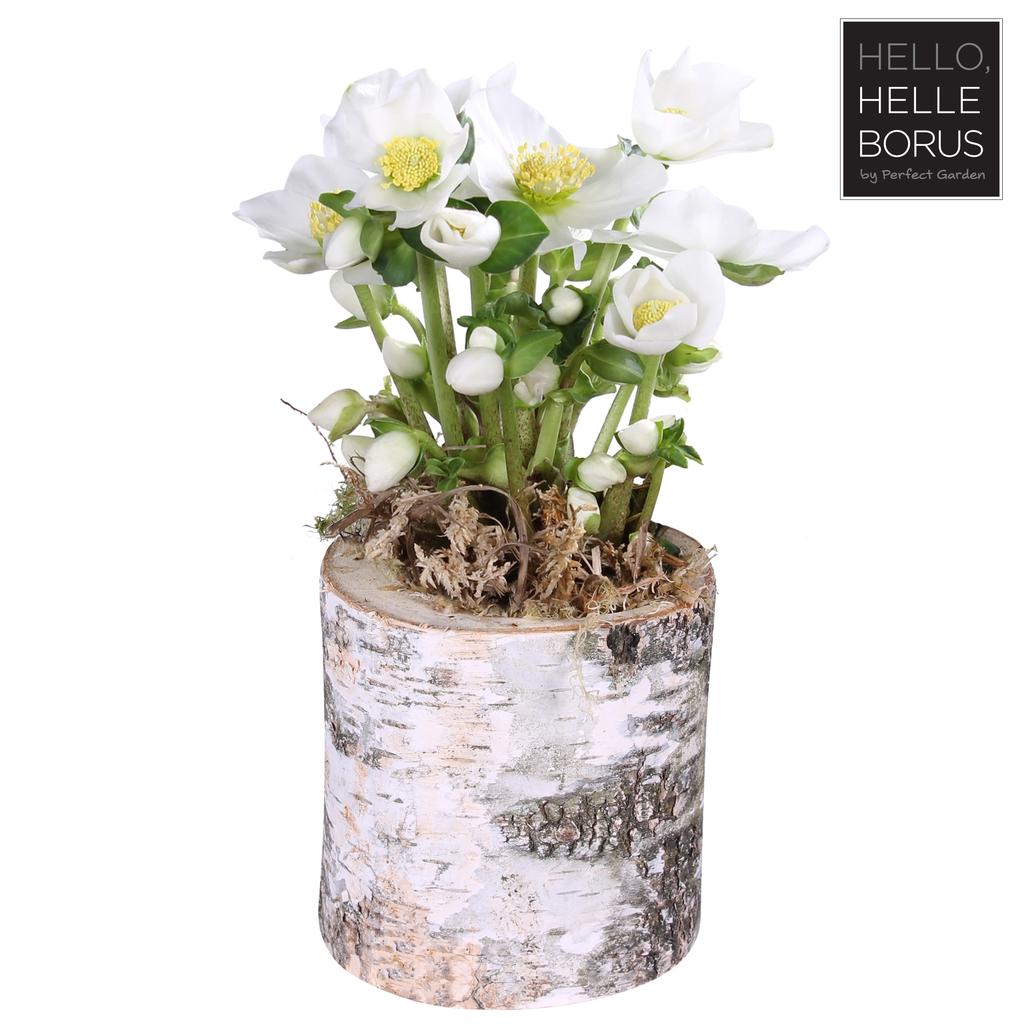 Picture of Helleborus niger Christmas Carol (Naked in birch pot) P12