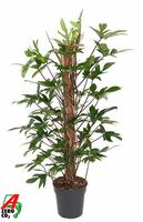 Philodendron pedatum Moss Stick