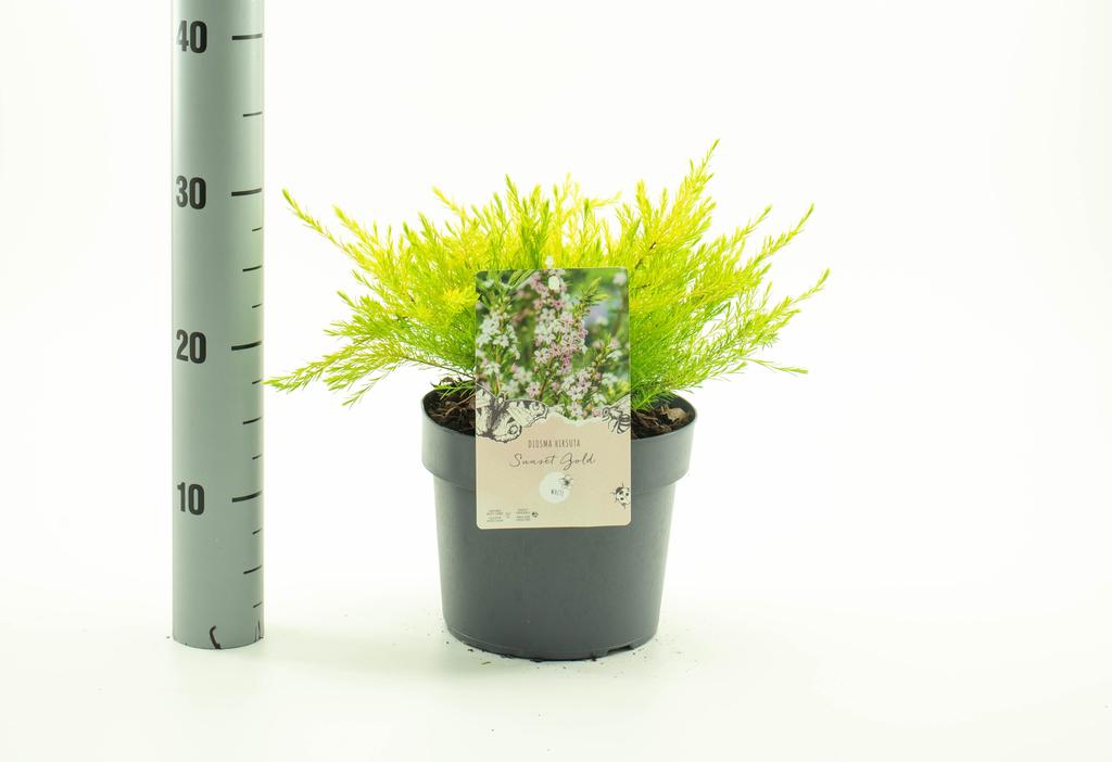 Picture of Diosma hirsuta Sunset Gold P19 (3 Ltr)