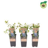 Vaccinium cor. Goldtraube 71