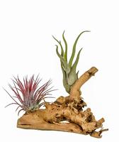 Tillandsia hout small