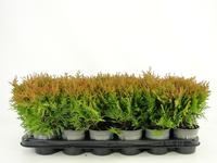 Thuja occidentalis Mirjam - - Tray 18 × 5 £ 1.55 (Tray) £ 1.45 Shelf £ 1.42 Trolley Tray £ 1.55 × 18 (2.5%)
