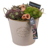 PTS7360 Arrangement Sempervivum in metal pot
