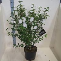 Hibiscus syr. White Chiffon
