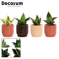 Sansevieria Hahnii mix in Sanne (Nature Love-collection)