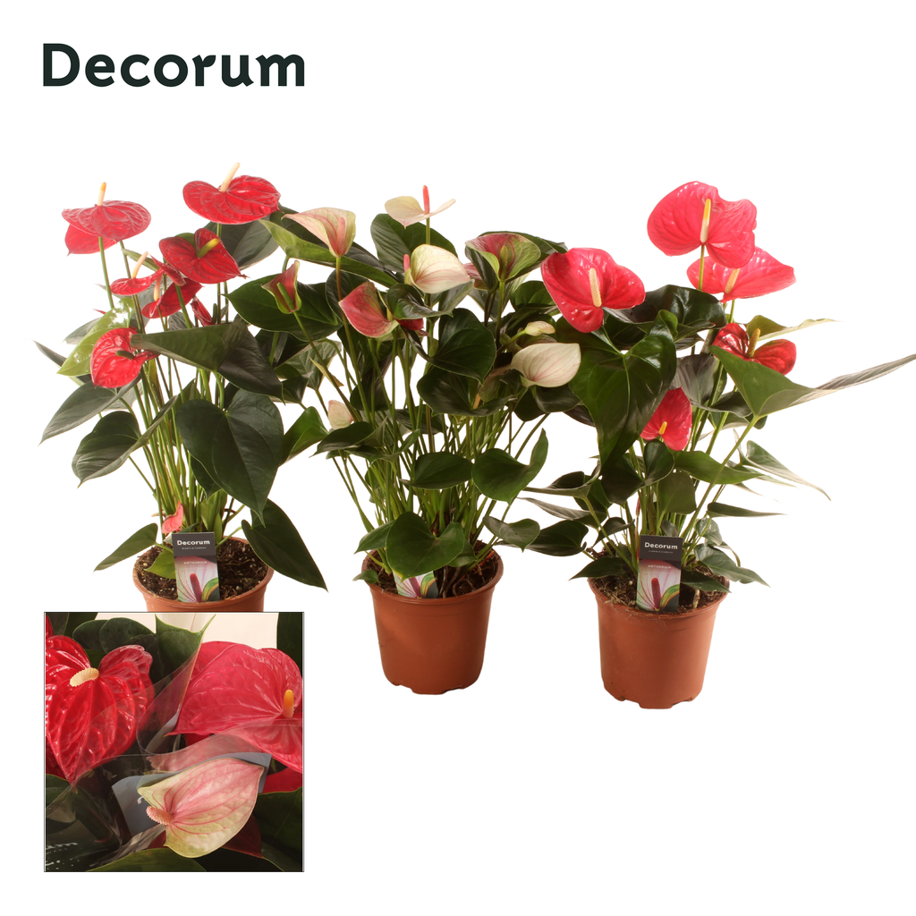 Obrazek Anth. in varieties 3 colors Decorum P17 65CM