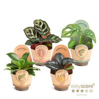 Green Collection