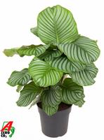 Calathea Orbifolia