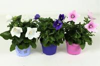 Platycodon in varieties per Shelf