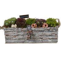 PTS7436 Arrangement Sempervivum in wooden box