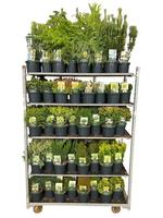Conifers Exclusief in varieties