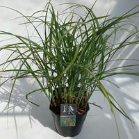 Miscanthus sin. Flamingo