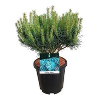 Pinus sylv. Watereri
