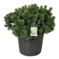 Pinus mugo Gnom