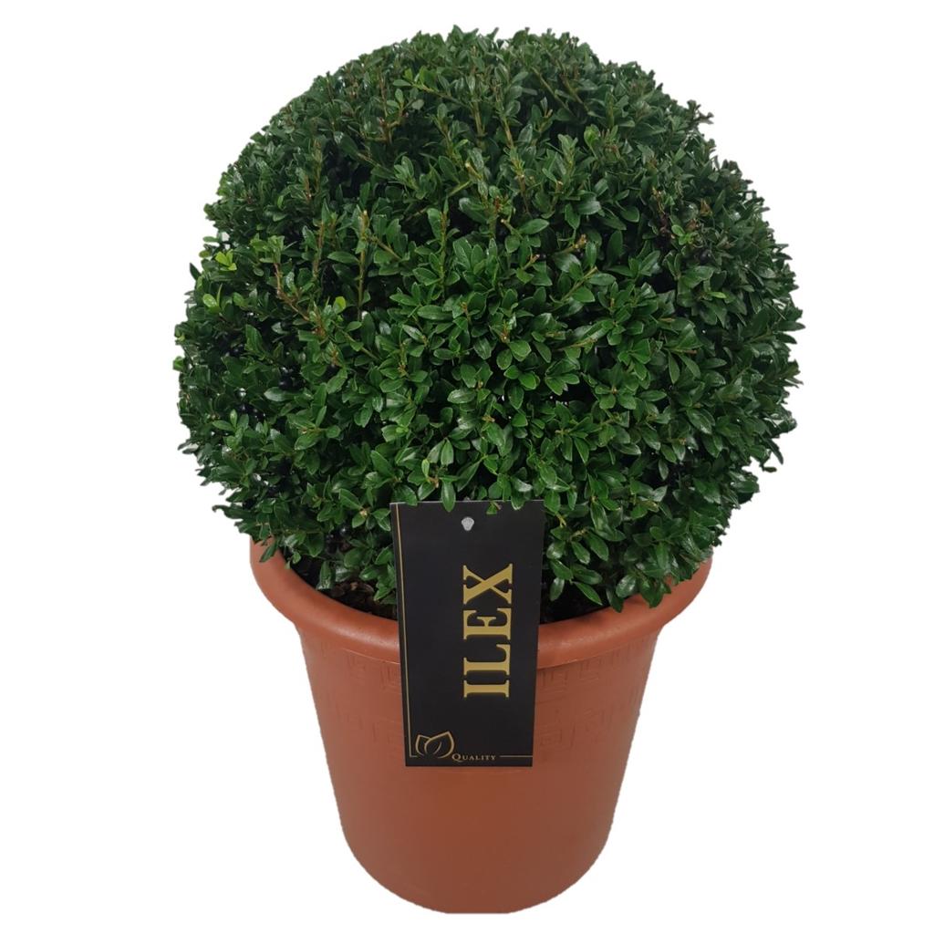 Picture of Ilex cre. Stokes P26 (7.5 Ltr) BALL 35/+