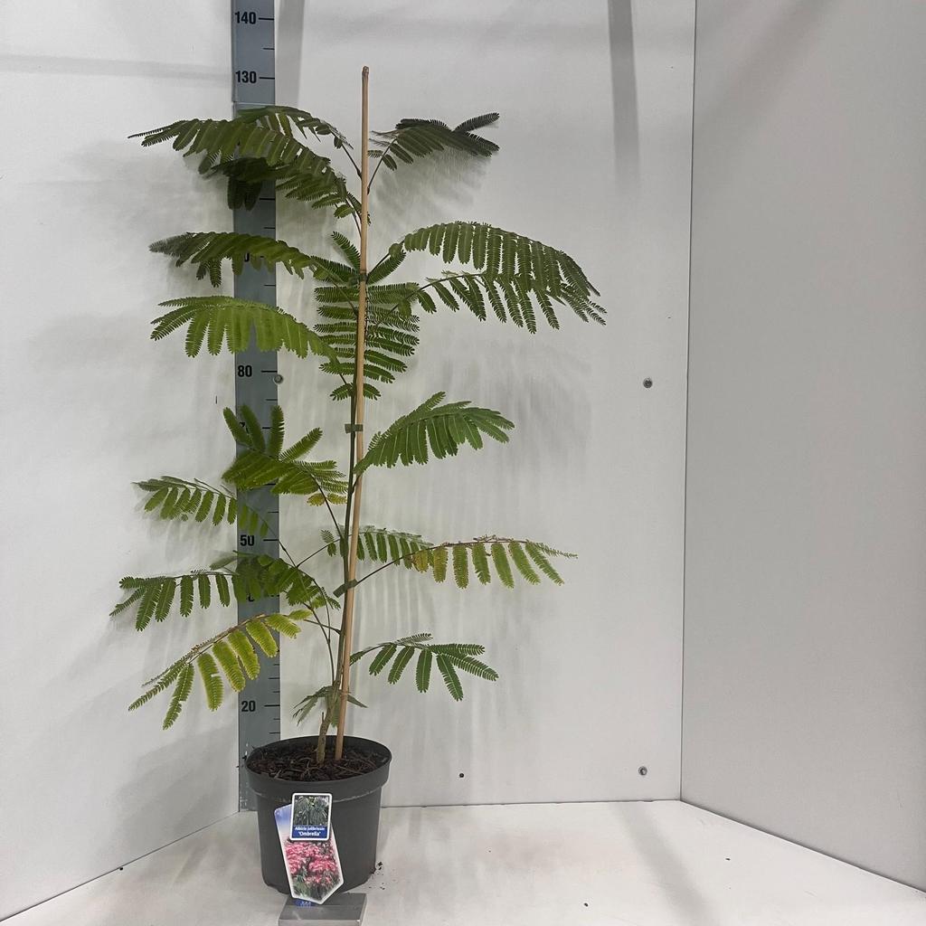 Picture of Albizia julibrissin Ombrella® ('Boubri'PBR) P23 (5 Ltr)
