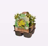 Hypericum calycinum