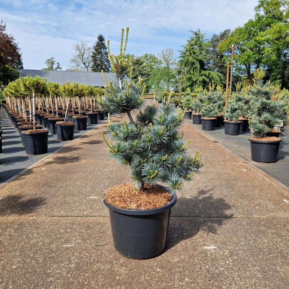 Image de Pinus parviflora Negishi C12 50/60