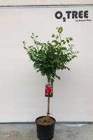 Campsis tagliabuana Fire Trumpet