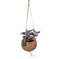 Kokodama Tradescantia in varieties