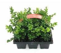 Buxus sempervirens 6-PACKS - Piece × 20 - £ 4.45 Shelf £ 4.33 Trolley