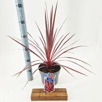 Cordyline aus. Charlie Boy