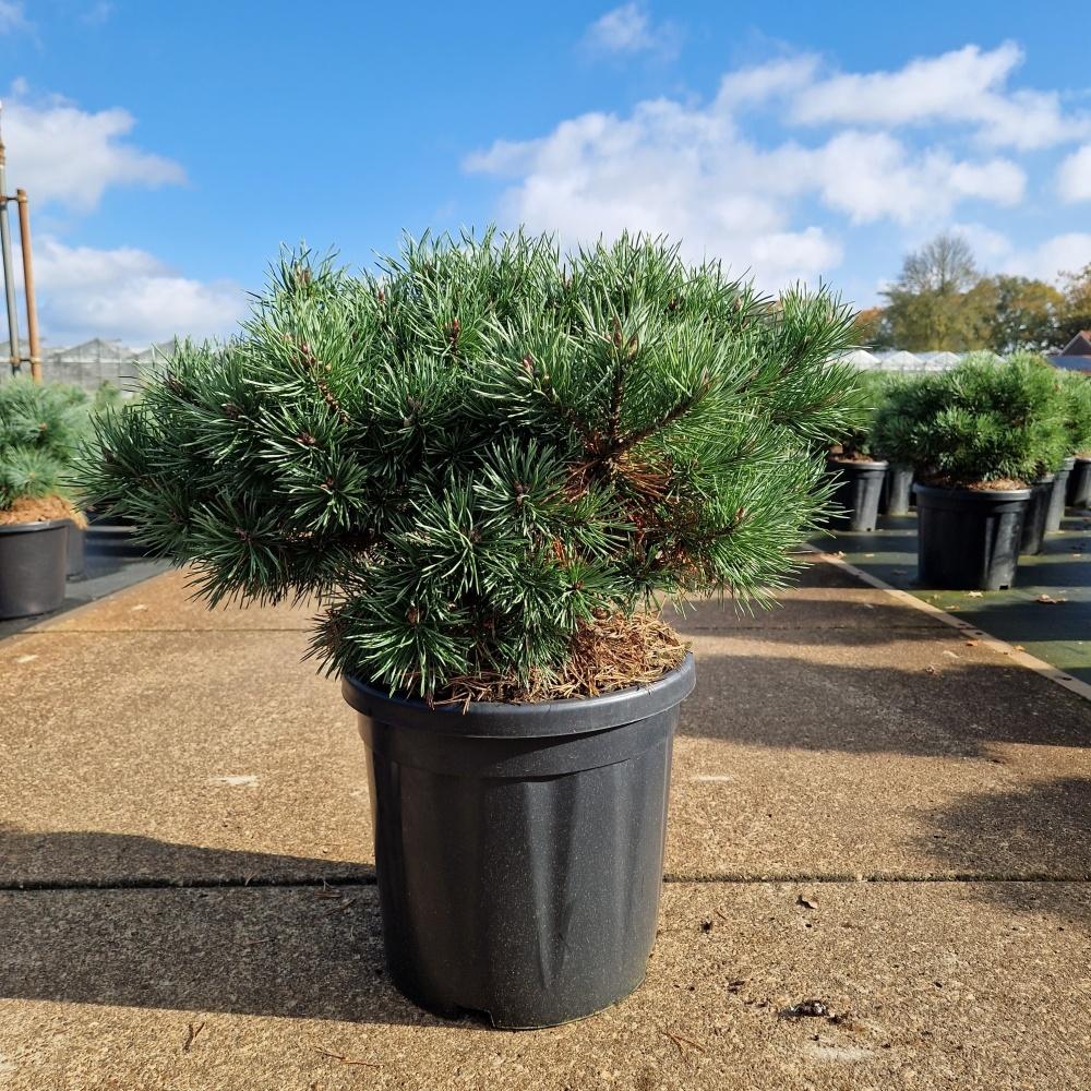 Billede af Pinus sylvestris Sandringham C18 40/+
