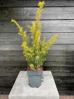 Taxus baccata Goldstrike
