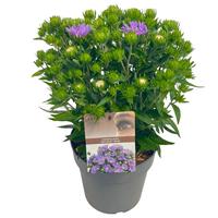 Stokesia laevis Mels Blue