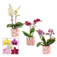 Phalaenopsis multiflora hybrid in varieties in Julia ceramic
